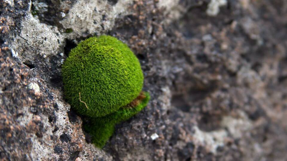 Alga Marimo: l'alga a forma di pallina, che è simbolo dell'amore